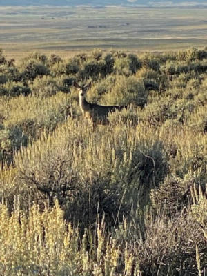 TBD OLD FLATHEAD CREEK RD, WILSALL, MT 59086, photo 2 of 8